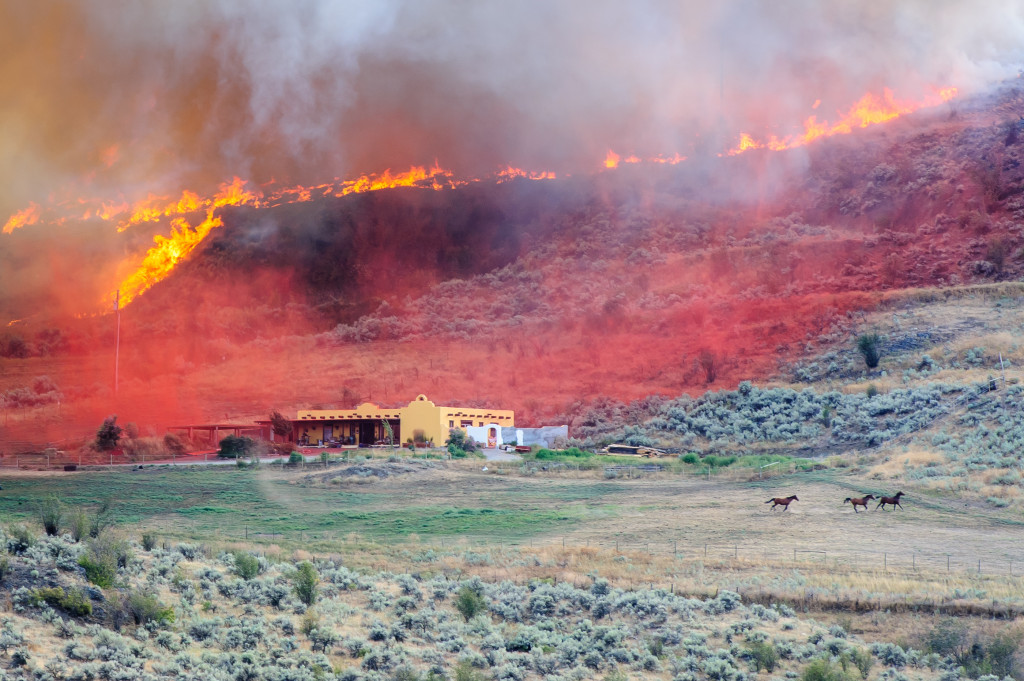 As red fire retardant settles onto a strip of land between a large house and the approaching fire, horses run in fear around the field below. The wildfire occurred Aug. 19, 2013 near Spotted Lake west of Osoyoos. (Richard McGuire photo)